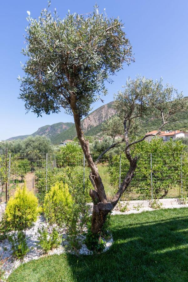 Two Olive Trees Daire Psathópirgos Dış mekan fotoğraf